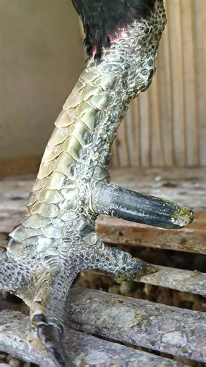 CF Breeding on Reels