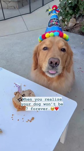 21K views · 3.4K reactions | Thank you all for the birthday wishes! We never know how many birthdays we get to spend with them, so each one counts. Celebrate your dog every day because it goes by in the blink of an eye! Every year, he gets his favorite peanut butter cake and I take tons of photos. 拾 How do you celebrate your dog’s birthday/gotcha day? #goldenretriever #dog #dogbirthday #dogphotography | That Golden Dog | Facebook