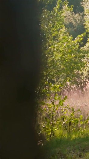 EVELINA IN THE FOREST 🌿 | Calm Walk, Wildflowers & Quiet Moments