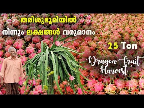 Dragon Fruit cultivation in India ||Dragon fruit Farming and Harvest || Farm india || Edensflora