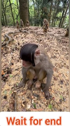 Monkey vs Hair A hilarious reaction 🐒🐒 #monkeyshorts #funnymonkey #monkeylove #bandar #animals