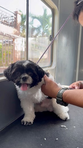 Even after a year, our amazing staff never fails to exceed our expectations! Turn it over to the Paw.doodle crew. 😎 #Paw.doodle #petgrooming #petgroomer | Paw.Doodle Mobile Pet Services