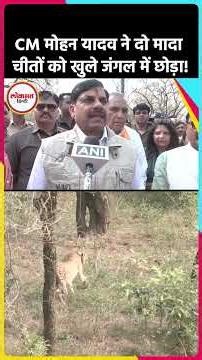 Kuno में खुले जंगल में छोड़े गए दो चीते! 🐆🔥CM Mohan Yadav ने Botswana से लाए चीतों को किया रिलीज।