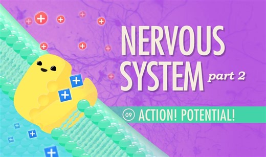 【速成神经系统】行为与冲动！#2(中英字幕)