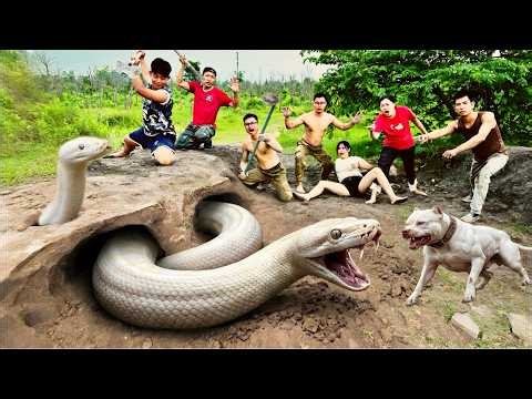 6 Brave Hunters Use a Pitbull to Capture 2 Ferocious Giant White Pythons