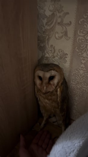 Птица преодолевает страх: уверенность и свобода