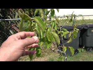 Growing Persimmon Trees