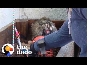 Spicy Cat Mama Won't Let Rescuers Touch Her Babies | The Dodo