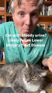 8.8K views · 107 reactions | Cat with blood in urine #uti #utiremedy #catuti #homeremedy #sickcat | Daily Pet Tips | Facebook