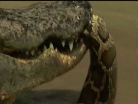 Crocodile vs Python - Croc destroys big python.