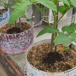 20K views · 197 reactions | Container Gardening Easy Tomatoes in Tubs US & Europe | H&H Gardening Secrets | Facebook