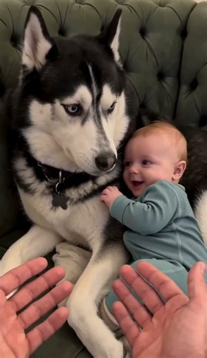 #Dogs #fypシ゚viralシ #sheldonthedramaking #husky #viralpost
