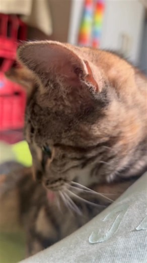 Bloody hell, Nia is all over me, purring. It’s impossible to get good footage 🤣 | Brisbane Rescue Cats