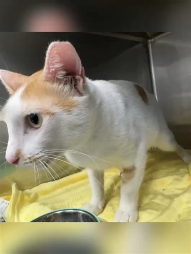 貓咪日常：尋找溫暖家庭的帥哥貓咪