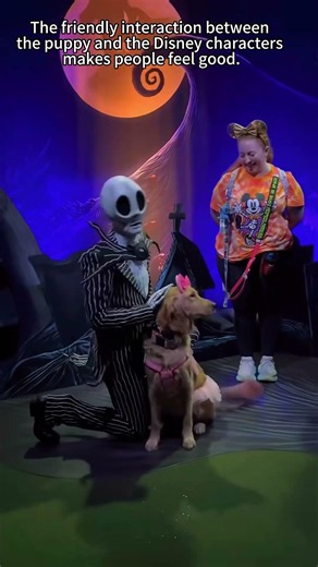 Pupis Magical Disney Trip #youtubeshorts #disneynorld #dog #love #disney