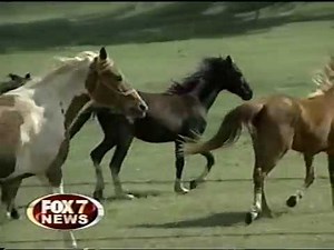 WTVW 9pm News, April 25, 2005