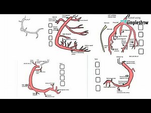 HEART&TECHY-CORONARY ANGIOGRAM VIEWS-Introduction to coronary angiogram