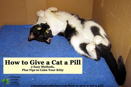 How to Give a Cat a Pill - 2 Easy Methods,