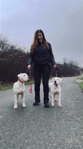 4,5 months Dogo Argentino females first time for a walk. #dogoargentino #dogoargentinopuppy