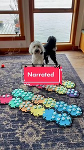 Communication with Bunny: Uncovering Hidden Messages