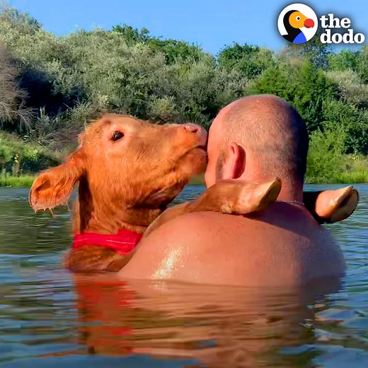 This tiny cow loves to swim with his dad — watch him climb up on a jetski and insist on riding with him! | Soulmates