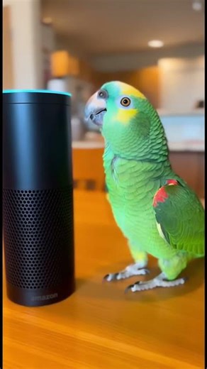 Parrot Asks Alexa "Are You Drunk?" After Math Fail! 😂🦜