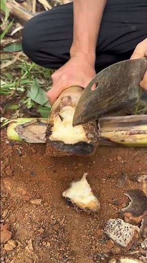 Revolutionizing Rural Life: A Farmer's Journey [农业变革之旅