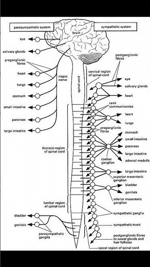 “Autonomic Symphony: The Balance Between Sympathetic & Parasympathetic Systems”