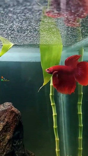 MY ANGRY 😤 SUPER RED BETTA FLARING 🐠 Beautiful angry fighter fish 🔥 #bettafish #fighterfish #aquarium #aquariumhobby #aquascape | Aqua adventure by rishabh