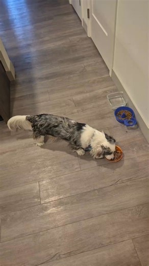 I don't know about the rest of you, but my baby boy is spoiled as hell. But what do you do I love him more than anything? And it aint no different than by your caesars, that are chicken, potatoes and carrots. | Jessica Green