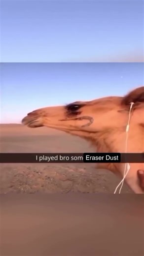 What in the Camel? - Day 3 of Promoting our Music