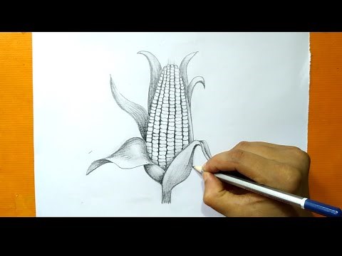 How to draw a corn cob step by step(pencil sketch)