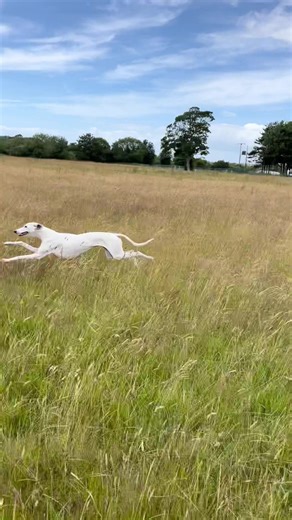 Happy White Lurcher Dog Running in Long Grass