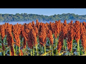 Top 5 Most Profitable Sorghum Varieties| Smart Agri Hub