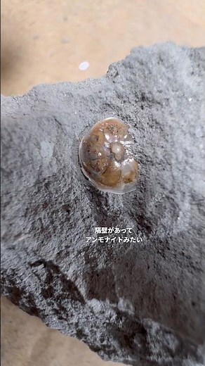 Foraminifera fossils from 200m deep in the ocean! #shorts #fossil