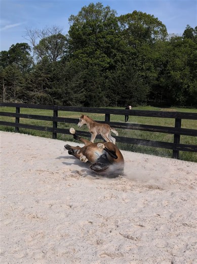 Newborn Foal's 'Near-Death' Drama After Birth