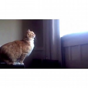 2.8K views · 31 reactions | Fat Cat Jump Fail | Post Anything You Like | Facebook