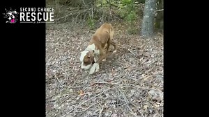 26K views · 1K reactions | Shipp & McKenzie were found a little over...