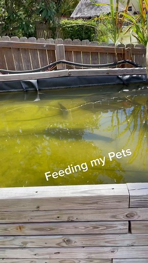 My HUNGRY PET MONSTER FISH! #fishing #Pets #animals #catchemallfishing #viral #reels | Zak Catch Em