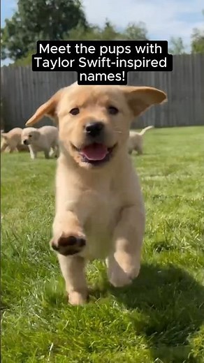 In their Guide Dog Era ✨