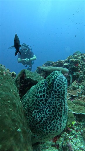 Leopard eel(Gymnothorax isingteena) are a species of moray eel found in tropical and subtropical waters. They're known for their striking appearance, with a mottled leopard-like pattern of spots or blotches on their body. These eels are generally nocturnal, hiding in crevices or burrows during the day and out hunting for crustaceans and small fish at night. www.baliexoticdiving.com #leopardeel #balidiving | Bali Exotic Diving
