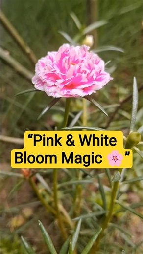 Pink White Moss Rose Blooming Magic 🌸 |#Portulaca Flower in My #garden | #Shorts
