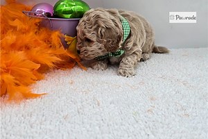 Henry - Bich-Poo Puppy CE3FC6