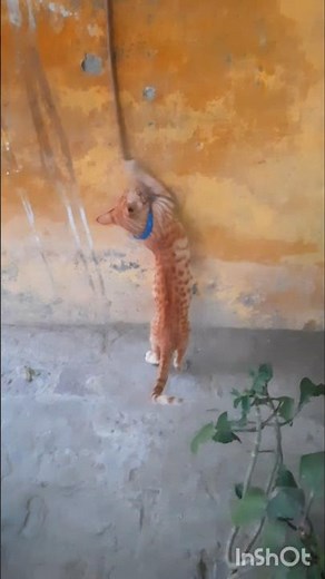 CHIKU 🐈 PLAYING WITH ROAP #cat #funnycat