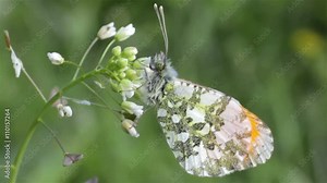 yellow butterfly Pieridae/Pieridae are a large family of butterflies with about 76 genera containing about 1,100 species