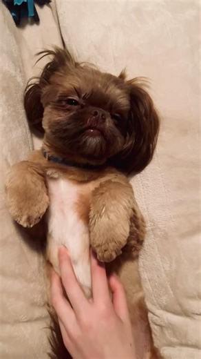 Belly rubs activated. Eyes closing. Sleep loading…,ACHOO! System rebooted. #dog #puppy #shihtzu