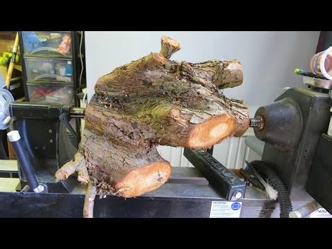 Woodturning - The Lumpy Leylandii Root!