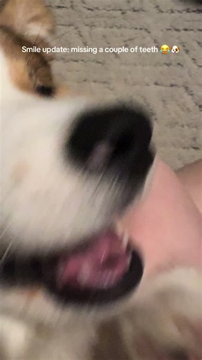 PART 1 : In his tooth fairy era 🧚‍♀️🦷 life after 4 months yo #fluffycorgi #corgipuppy #corgipuppylife #corgi