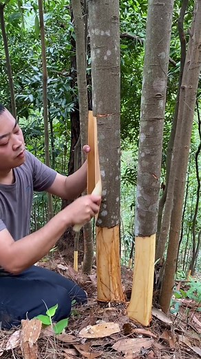 Harvesting the original ecological organic cinnamon tree, the whole process is manual. The life of farmers is not easy, and the money is earned by terminal operators#cinnamon #cinnamontree #spices #cinnamonwhole