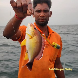4.4K views · 46 reactions | Deep Sea Catching Yellowtail Snapper fish | Kadal mariyan- fishing | Facebook